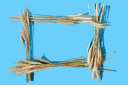 A frame made with dry weath grass on blue background. Autumn fashion advertisment concept or minimal Thanksgiving backdrop.の写真素材