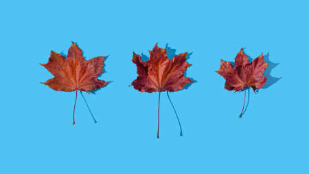 Autumn or fall scene background or wallpaper with leaves.  Minimal nature seasonal conccept. Flat lay composition.の写真素材