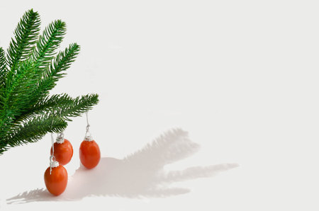 A fir branch with cherry tomatoes hanging on white background. Christmas or New Year card with copy...