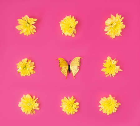 A vibrant spring summer wallpaper with yellow dandelion flower heads and a yellow butterfly against magenta background. Flat lay.の写真素材