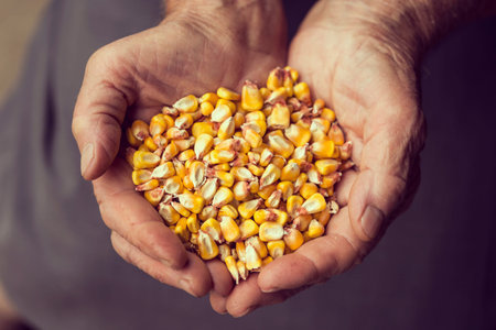 Top view of an elderly woman's hands holding a handful of grain corn. Selective focus