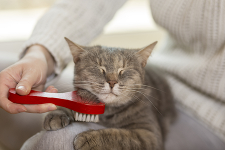 Tabby cat lying in her owner's lap and enjoying while being brushed and combed. Selective focusの写真素材