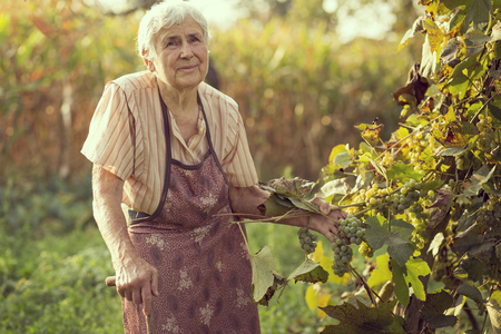An elderly woman in a vineyard checking the grapes quality for wine productionの写真素材