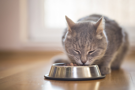 Beautiful tabby cat sitting next to a food bowl, placed on the floor next to the living room window, and eating.の写真素材