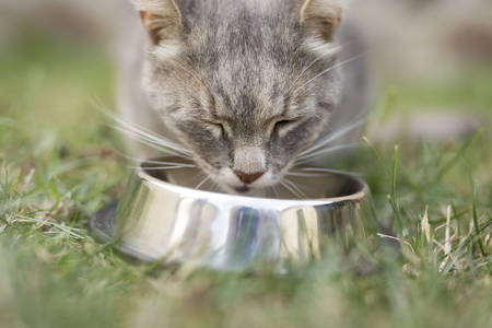 Beautiful tabby cat sitting next to a food bowl, placed on the lawn in the backyard, eating.の写真素材