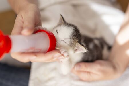 Top view of female hands holding an orphan newborn kittlen, bottle-feeding it with baby cat formulaの写真素材