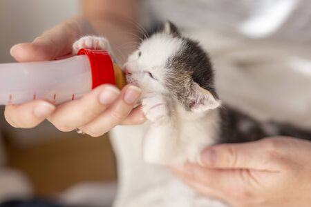 Woman holding an orphan newborn kittlen, bottle-feeding it with baby cat formulaの写真素材