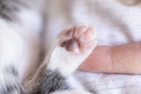 Detail of a cute baby cat's paw. Domestic kitten taking a nap in its owner's lapの写真素材