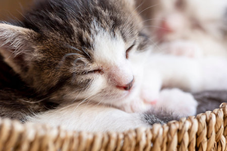 Two cute white and grey baby kittens taking a nap in a wicker basketの写真素材