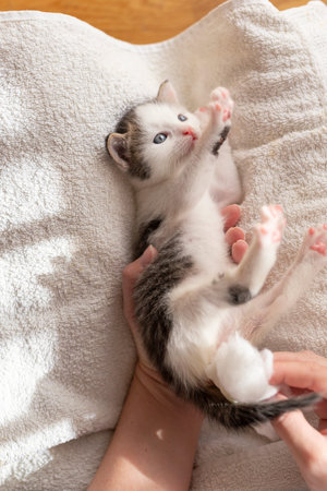 Detail of female hands massaging orphan kittens belly to stimulate its bowel movements as a...