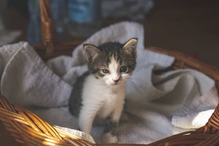 Adorable grey and white kitten sitting in a wicker basket, sleepyの写真素材