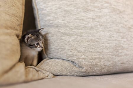 Playful kitten playing on the sofa, hiding between cushions and peekingの写真素材