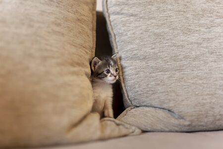 Playful kitten playing on the sofa, hiding between cushions and peekingの写真素材