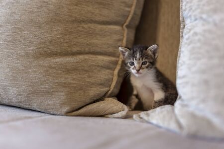 Playful kitten playing on the sofa, hiding between cushions and peekingの写真素材