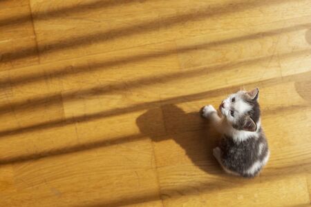 Top view of cute little grey and white kitten playing on the living room floor, chasing shadowsの写真素材