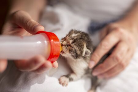 Female hands holding an orphan newborn kittlen, bottle-feeding it with baby cat formulaの写真素材