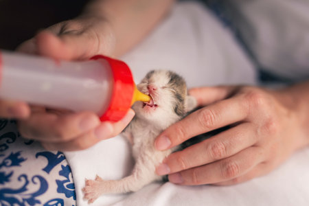 Female hands holding an orphan newborn kittlen, bottle-feeding it with baby cat formula