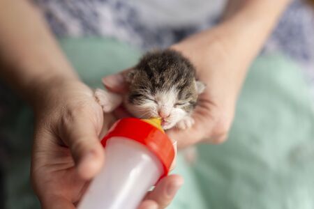 Female hands holding an orphan newborn kittlen, bottle-feeding it with baby cat formulaの写真素材