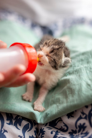 Female hands holding an orphan newborn kittlen, bottle-feeding it with baby cat formula