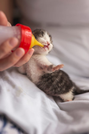 Beautiful little grey and white orphan kitten being bottle-fed with baby cat formula by an animal...