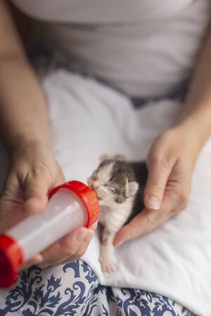Woman holding an orphan newborn kittlen, feeding it with bottle of baby cat formulaの写真素材