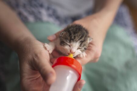 Woman bottle-feeding an orphan newborn kitten and holding it in her lapの写真素材