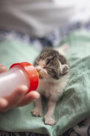 Woman holding an orphan newborn kittlen, bottle-feeding it with baby cat formulaの写真素材