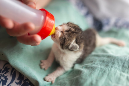 Female hands holding a newborn kittlen, bottle-feeding it with baby cat formula