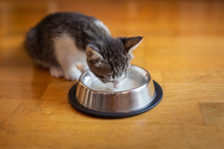 Beautiful little kitten licking milk from a bowl placed on the living room floor next to a window