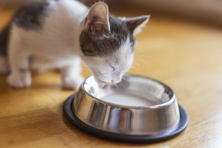 Beautiful little kitten licking milk from a bowl placed on the living room floor next to a windowの写真素材