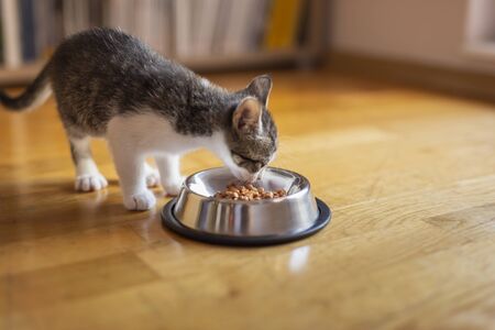 Beautiful little kitten feeding from a bowl placed on the living room floor next to a window, eating kitten foodの写真素材