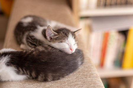 Two adorable little kittens sleeping on the living room sofa