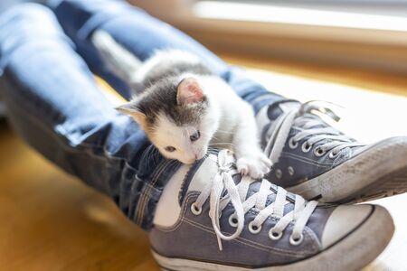 Woman relaxing at home, playing with her little kitten pet; kitten climbing on its owners legs and biting shoelacesの写真素材