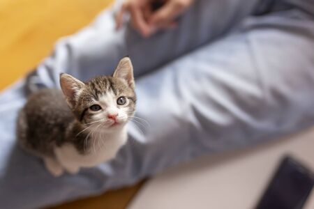Top view of woman relaxing at home, playing with her little kitten petの写真素材