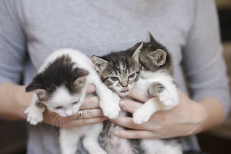 Woman holding and embacing three cute white and grey kittensの写真素材