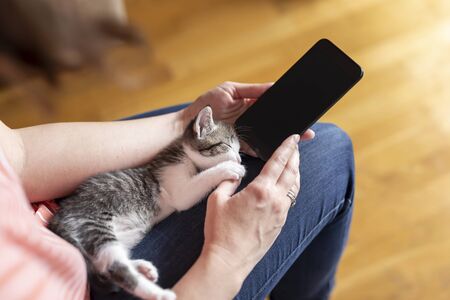 Detail of female hands holding a smart phone and typing a text message while holding cute sleepy kitten in her lapの写真素材