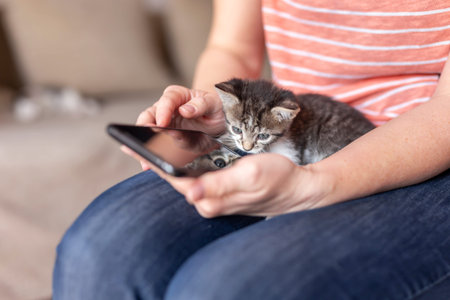 Detail of female hands using a smart phone while holding cute little sleepy kittenの写真素材