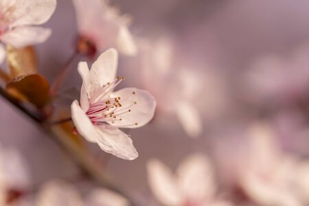 Spring blossom background with copy space; beautiful sunlit blooming tree branch detailの写真素材