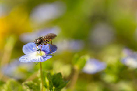 Macro detail of a pollinator hoverfly from Syrphidae family feeding with pollen of the springtime meadow speedwell flowers or Veronica officinalisの写真素材