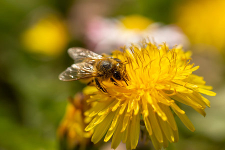 Close up of a bee collecting pollen on a dandelion on meadow