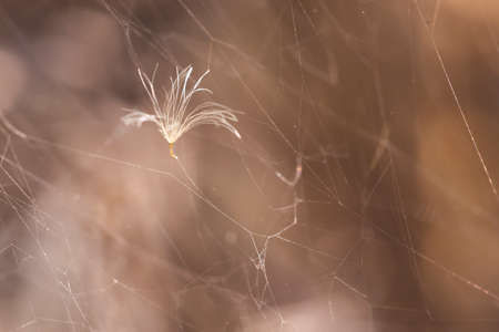 Macro detail of dried out dandelion seed caught in a spider web with copy spaceの写真素材