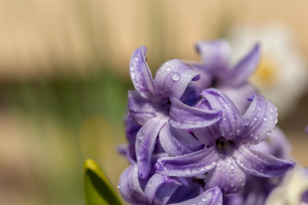 Dewy hyacinth leaves with blurry background and copy spaceの写真素材