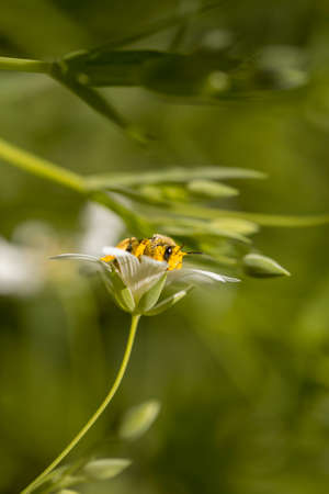 Macro detail of the spring meadow greater starwort or Stellaria holostea white flowers with yellow anthers and honey bee collecting pollenの写真素材