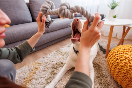 Beautiful young woman having fun playing with her dog while spending leisure time at home, dog chewing and pulling rope toyの写真素材