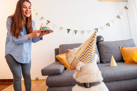 Woman having a birthday party for her pet dog, bringing him a surprise birthday cakeの写真素材