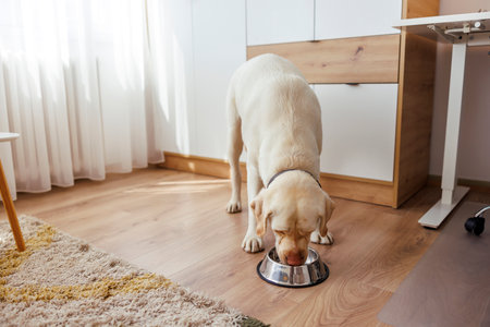 Beautiful Labrador dog eating dog food, biscuits and treats from his bowl placed on the living room floorの写真素材