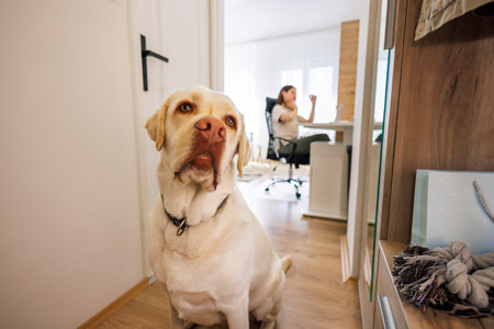 Beautiful Labrador dog waiting by the door for his owner to finish work and take him out for a walk,...