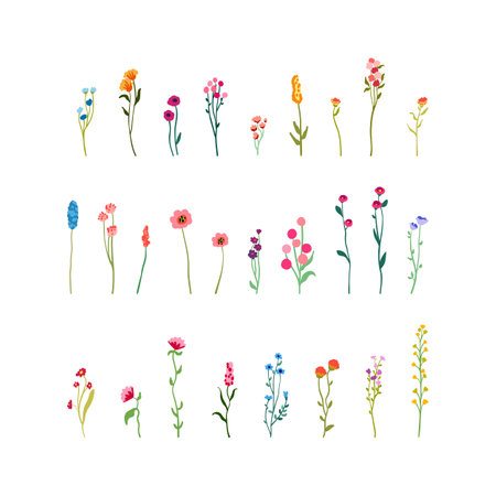 Delicate flowers and stems. Big Set botanic elements. Wildflowers, herbs with foliage. Collection garden and wild foliage and branches. illustration isolated on white background.のイラスト素材