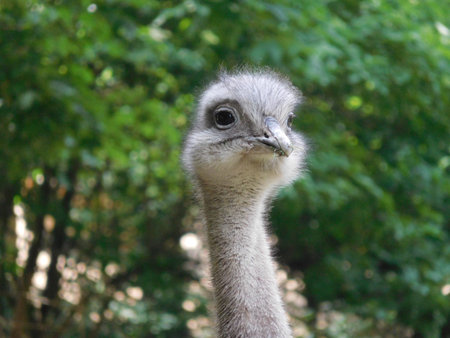head