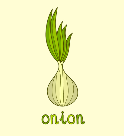 Cartoon vector Illustration of onion on yellow background.の写真素材